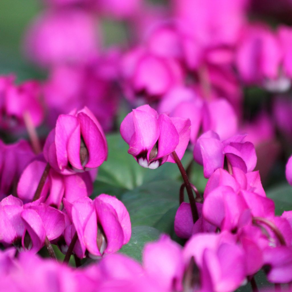 Cyclamen coum fuschia feuillage vert