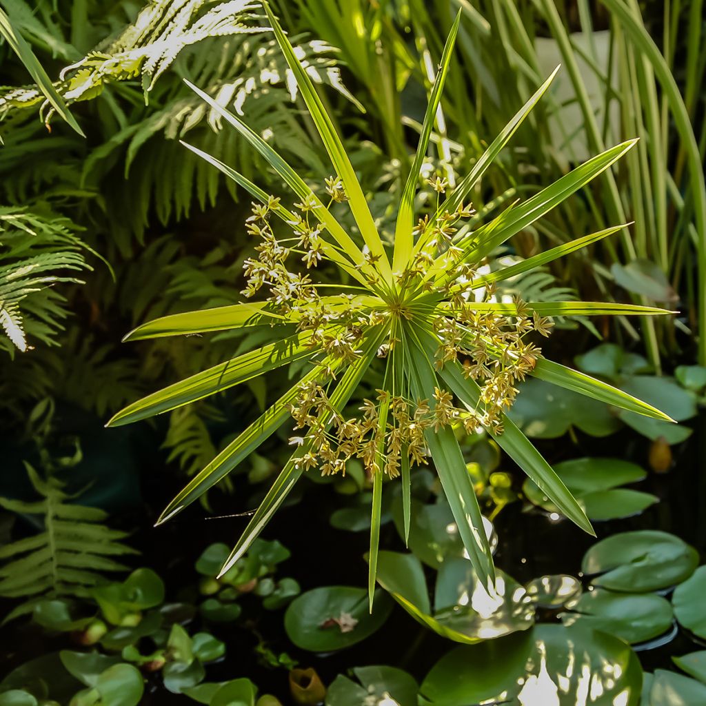 Graines de Papyrus des fleuristes - Cyperus alternifolius