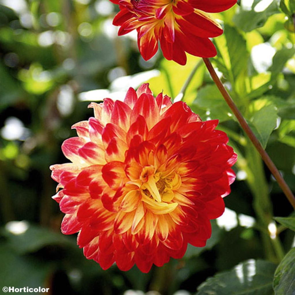 Dahlia Dynastie