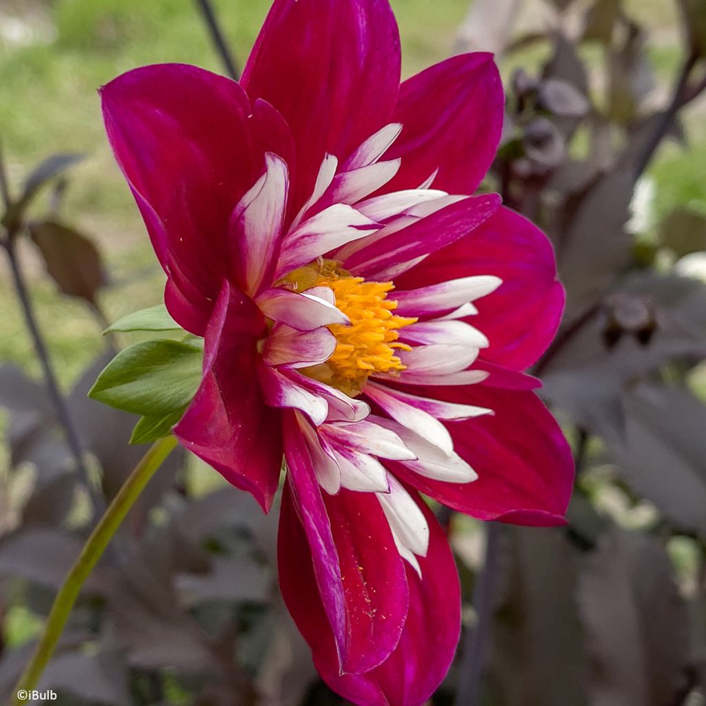Dahlia collerette Night Butterfly