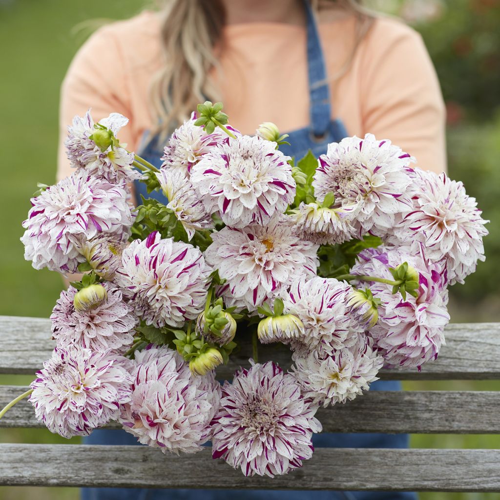 Dahlia décoratif à petites fleurs Danceline
