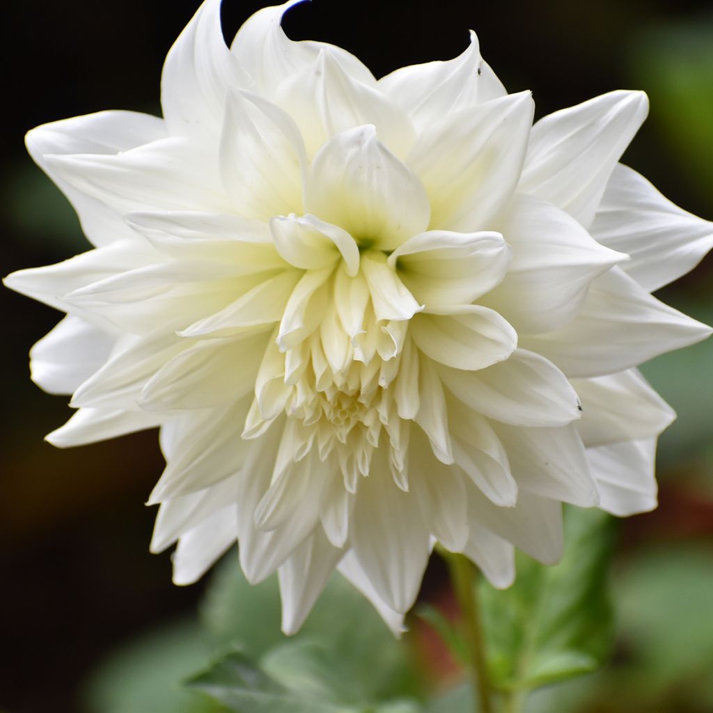 Dahlia géant Snowbound