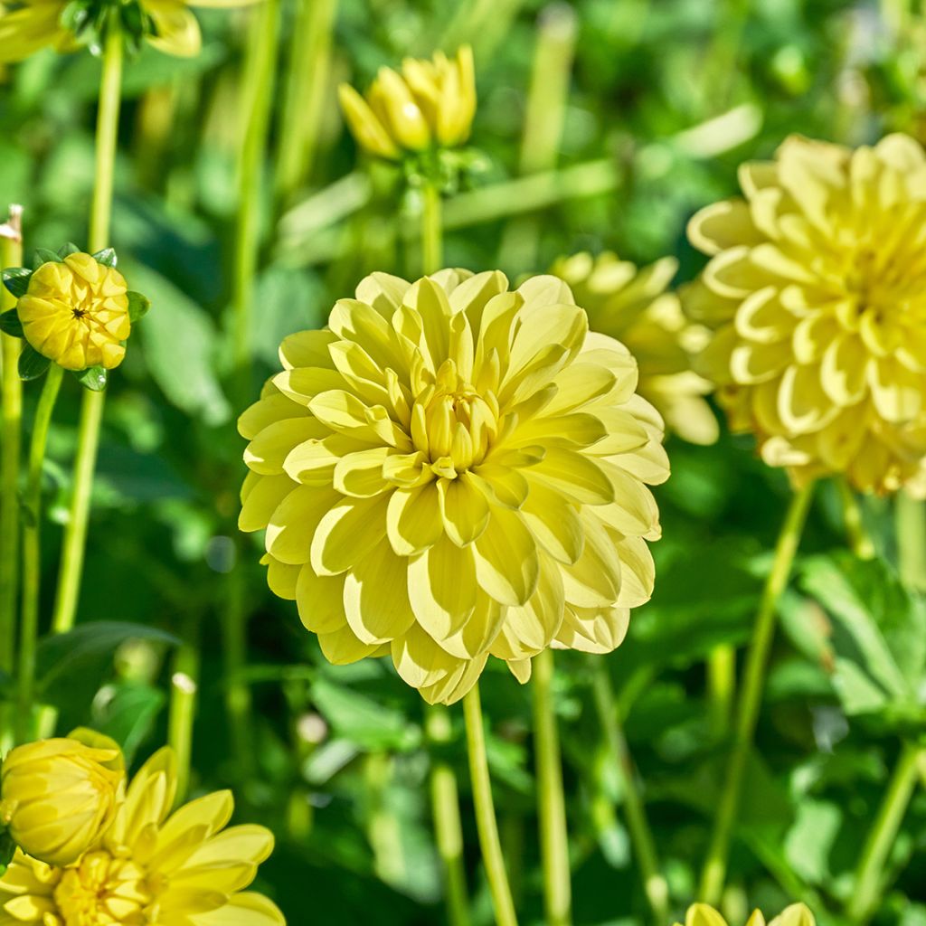 Dahlia décoratif Sunlady