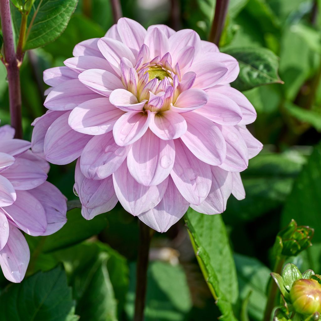 Dahlia décoratif Sweet Surprise