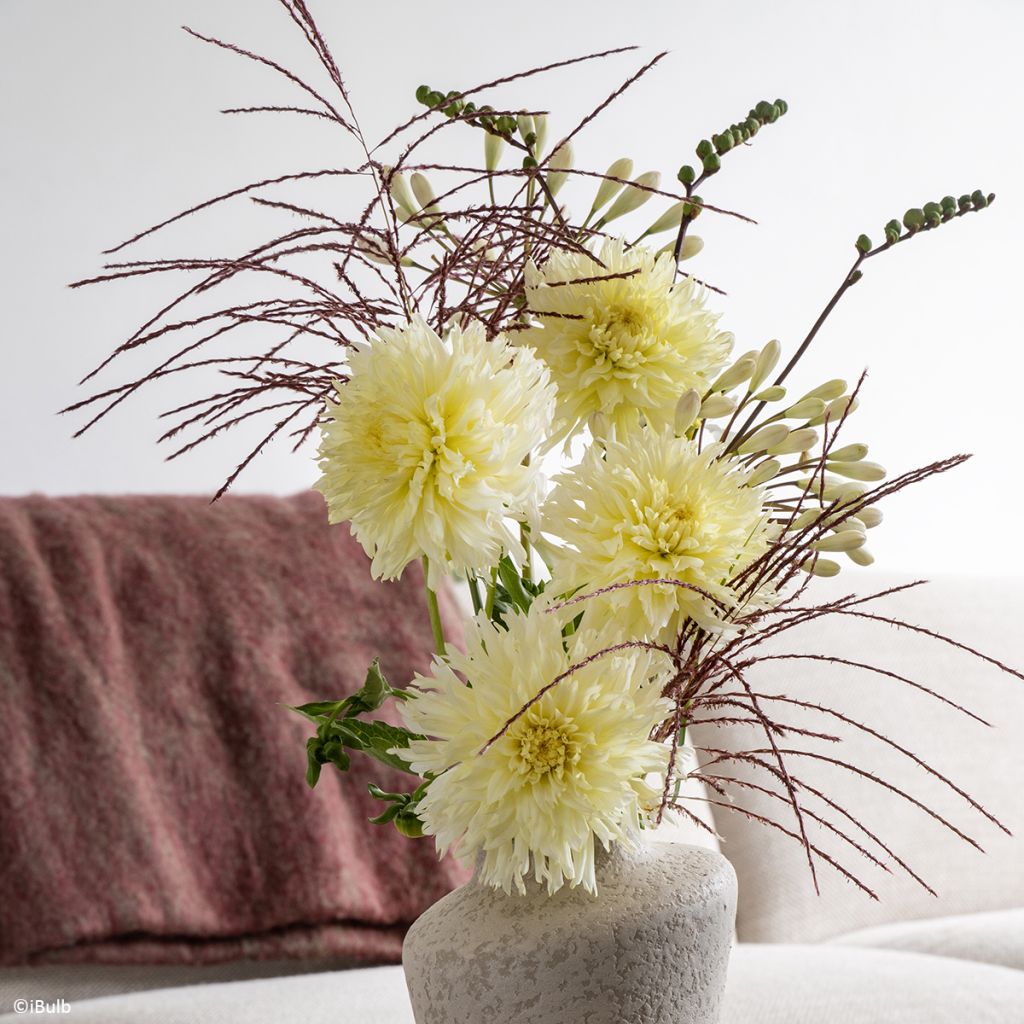 Dahlia fimbriata Promise