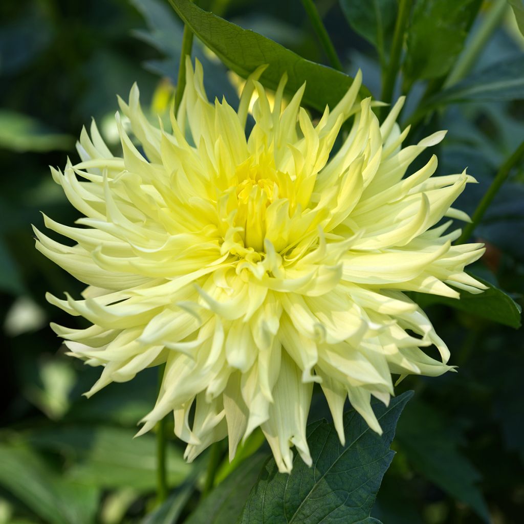 Dahlia fimbriata Promise