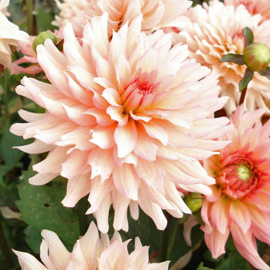 Dahlia Gallery Leonardo