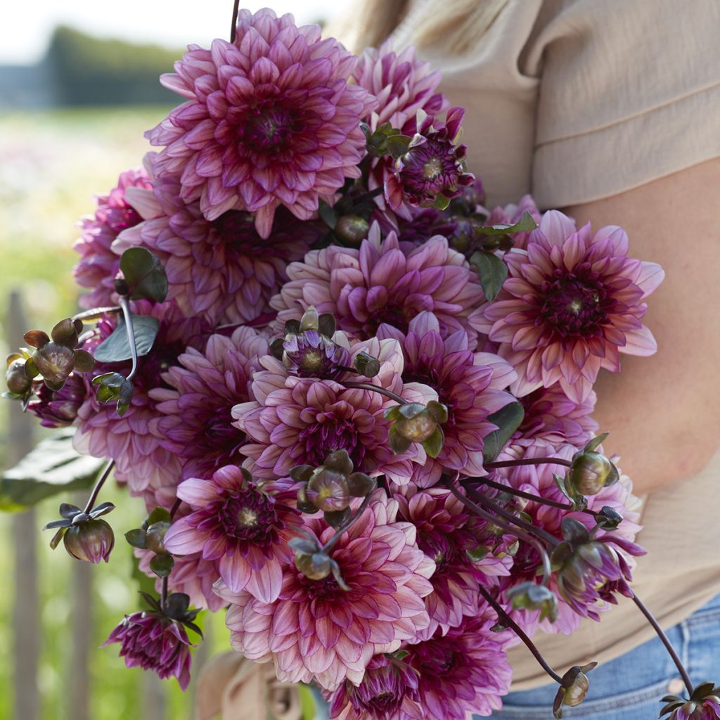 Dahlia décoratif à petites fleurs Molly Raven