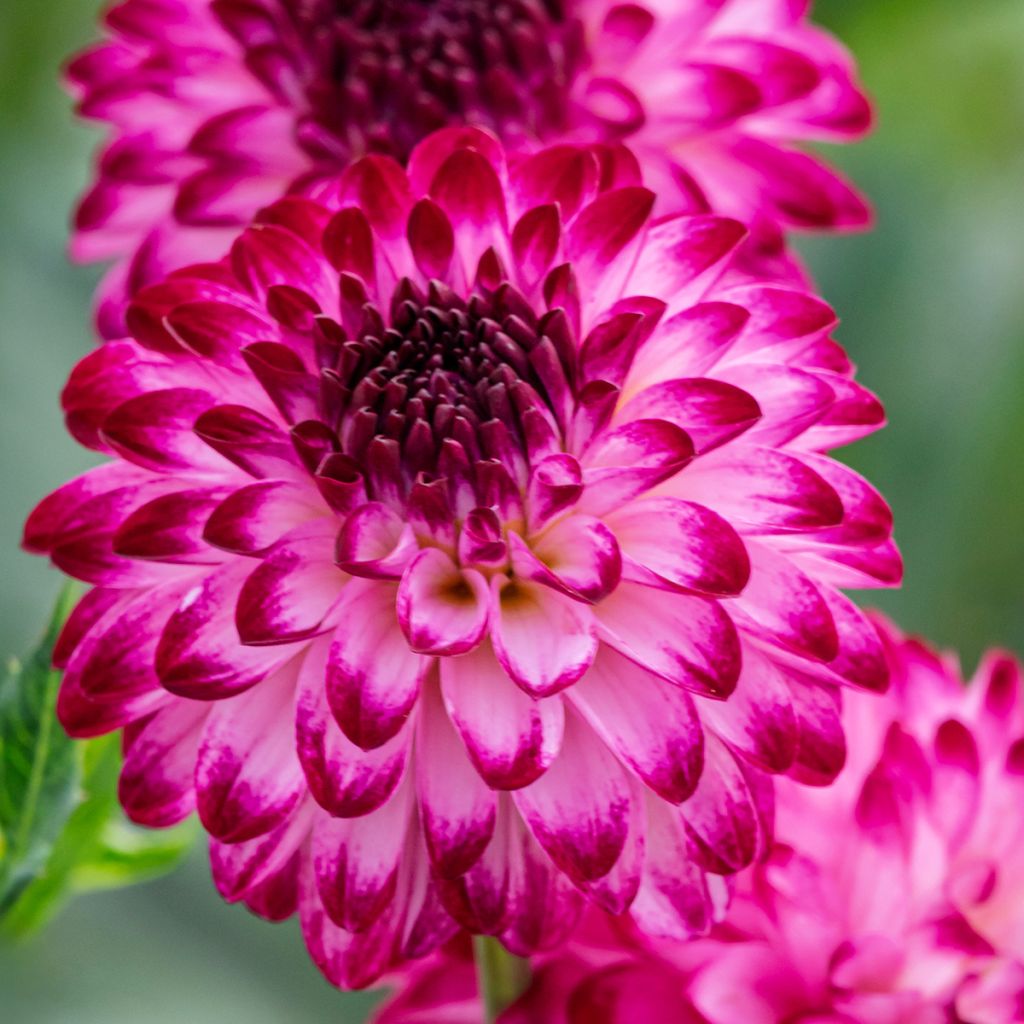 Dahlia décoratif Little Robert