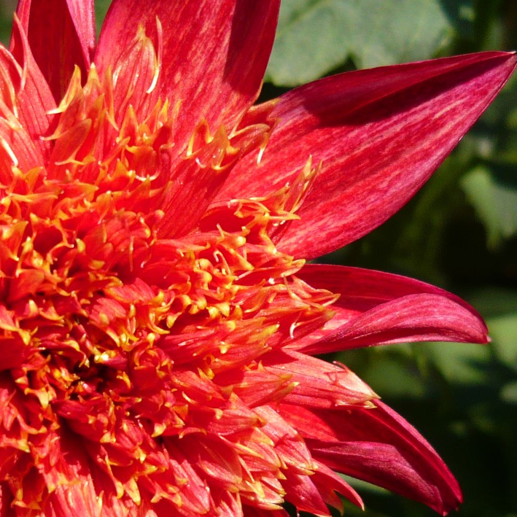 Dahlia à fleurs d'anémone Jive