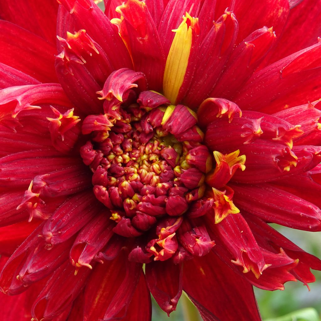 Dahlia anémone Jive