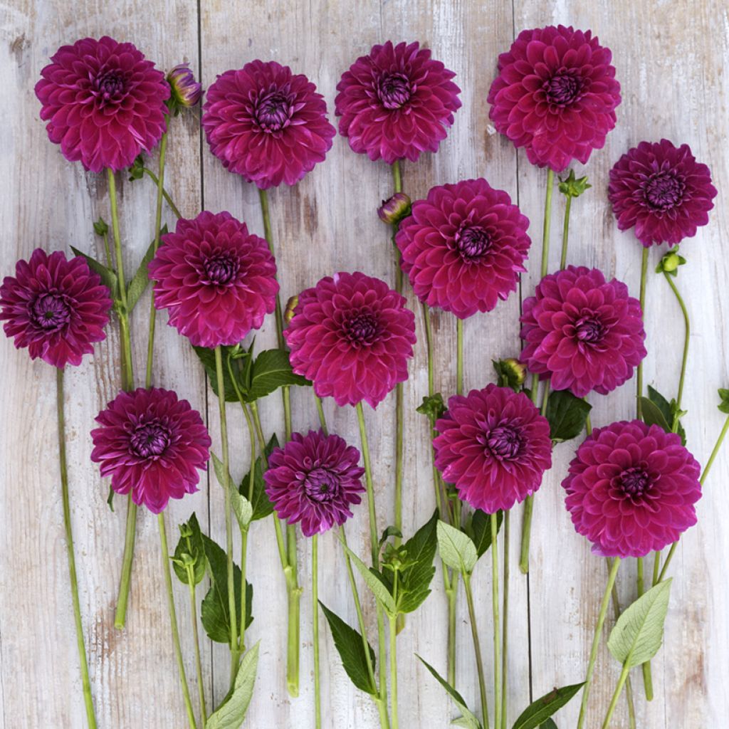 Dahlia balle Randy Crawford