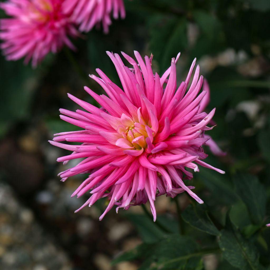 Dahlia cactus nain Blue Record