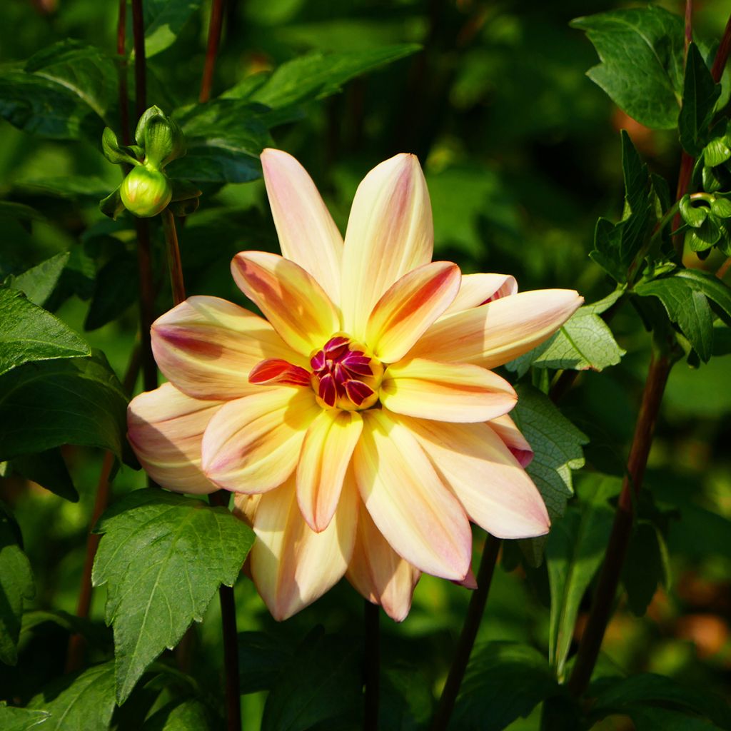 Dahlia camélia Happy Butterfly