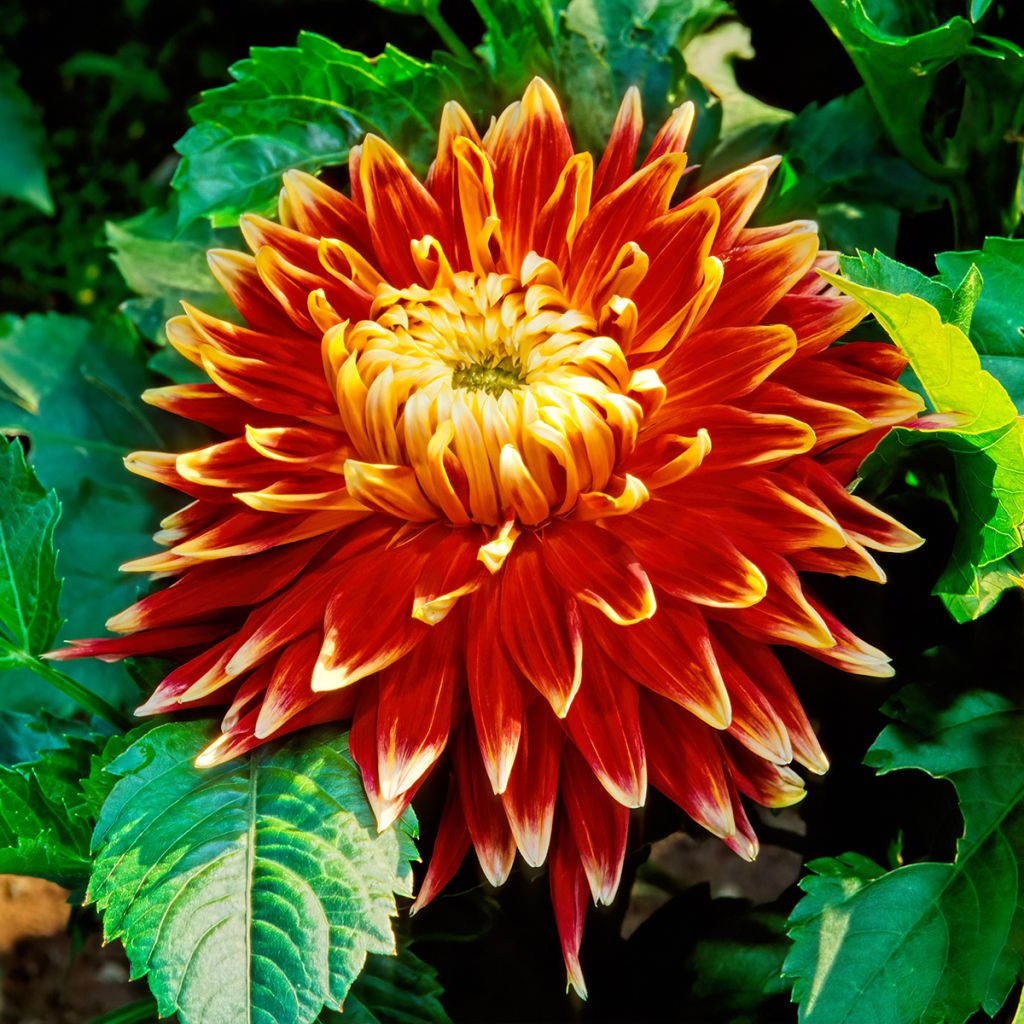 Dahlia décoratif Akita
