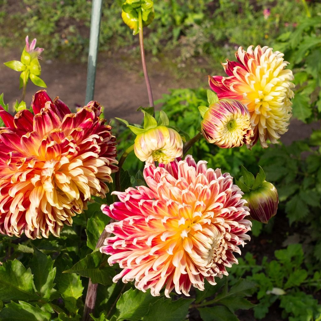 Dahlia décoratif Akita