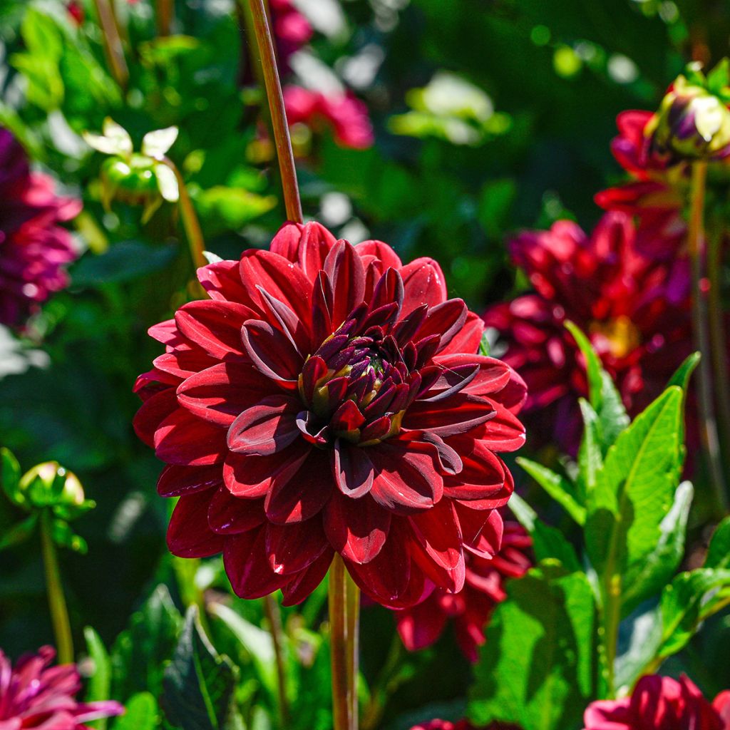 Dahlia décoratif Arabian Night