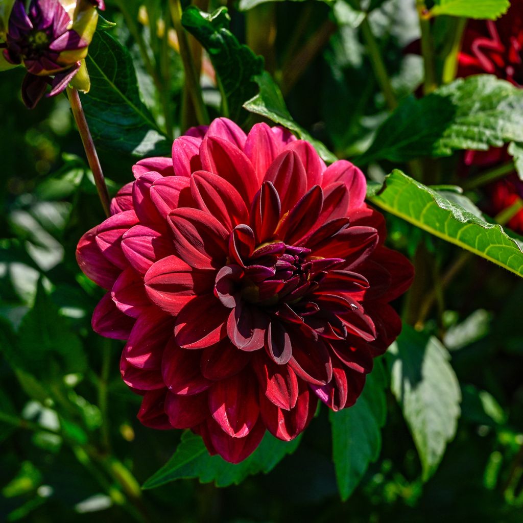 Dahlia décoratif Arabian Night
