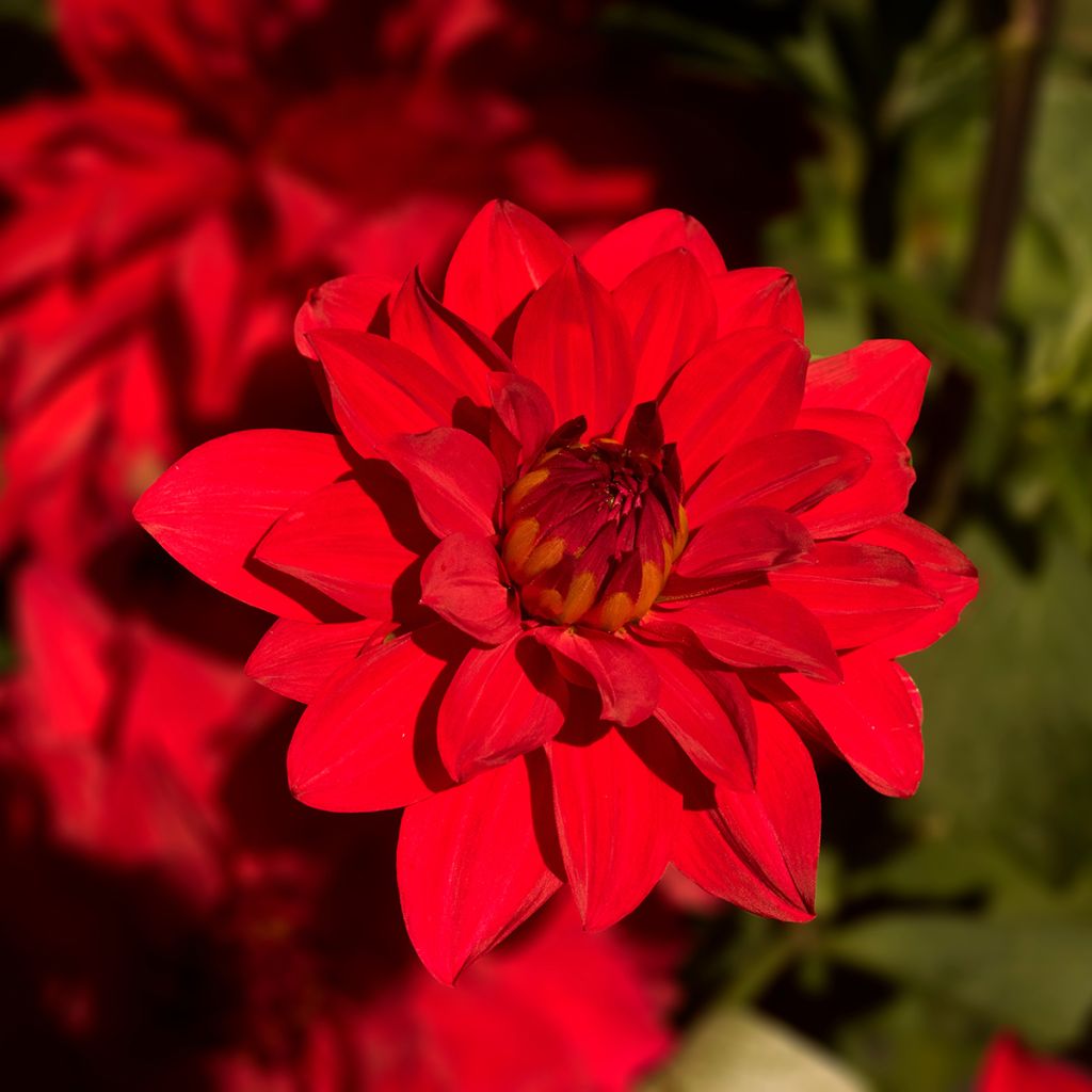 Dahlia décoratif Babylon rouge