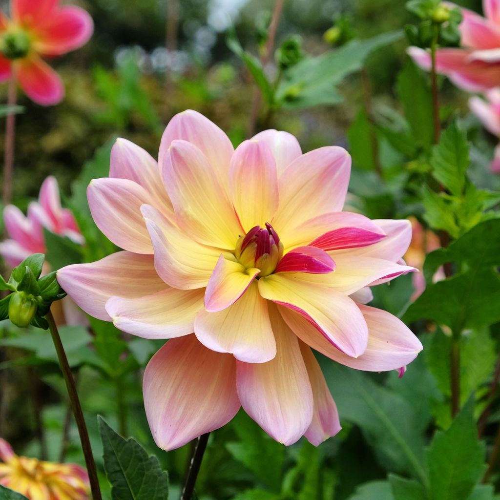 Dahlia décoratif Dark Butterfly