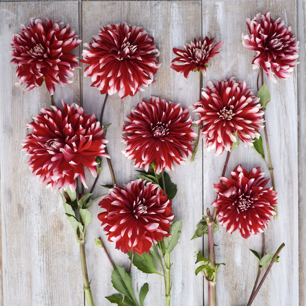 Dahlia décoratif Davos