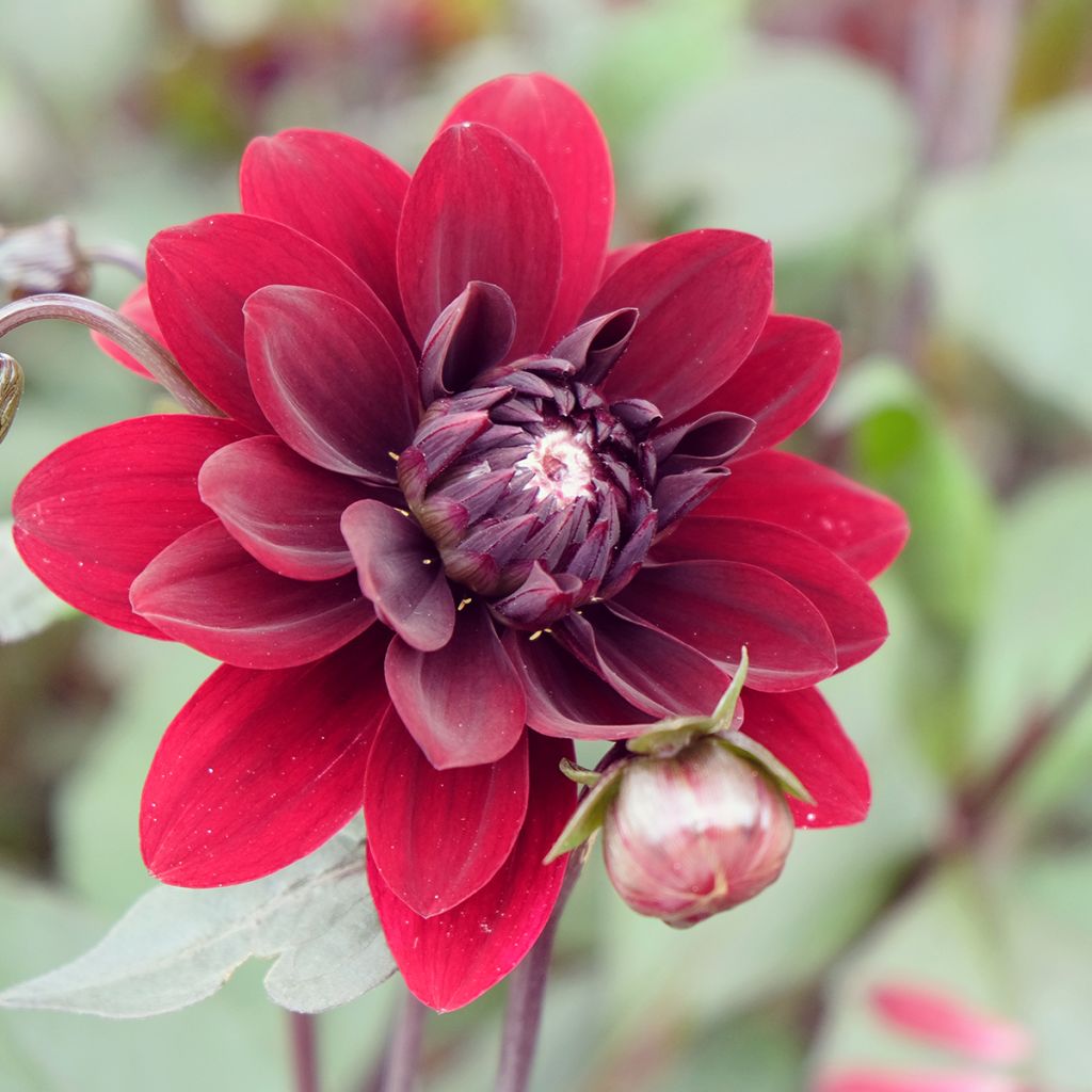 Dahlia décoratif Karma Choc