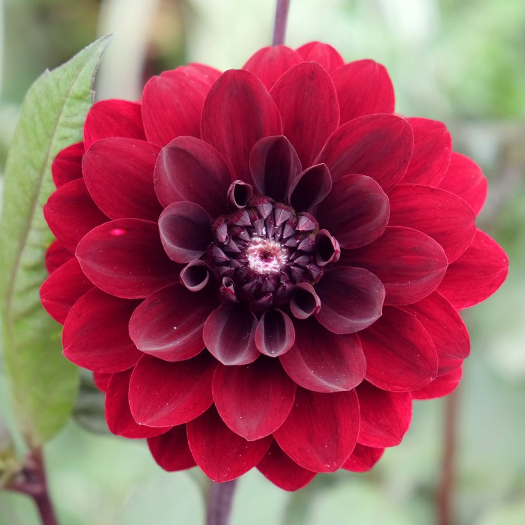 Dahlia décoratif Karma Choc