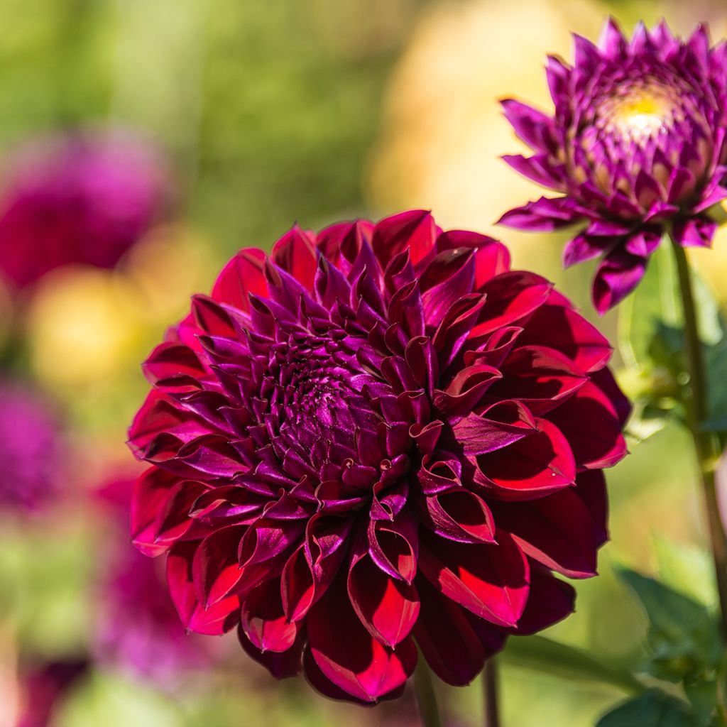 Dahlia décoratif Le Baron