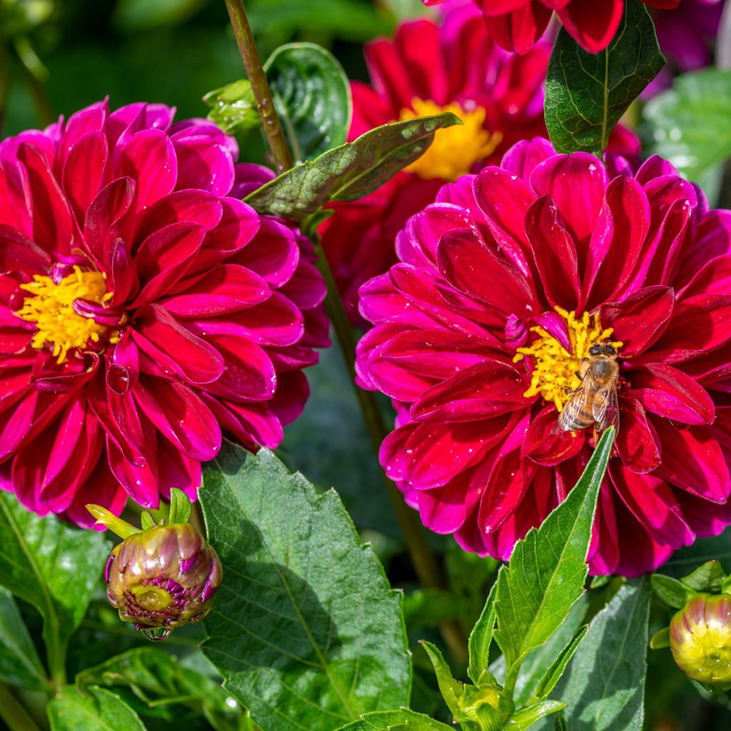 Dahlia décoratif Le Baron