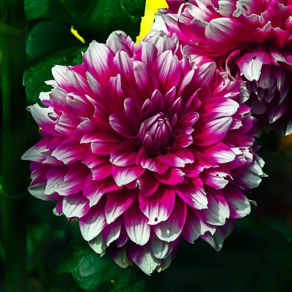 Dahlia décoratif Mystery Day