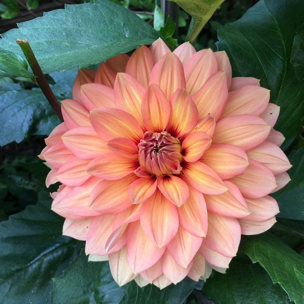 Dahlia décoratif Nicholas