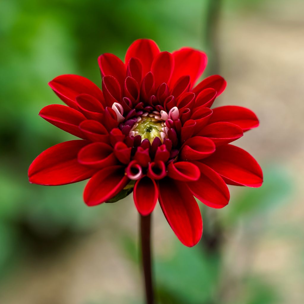 Dahlia décoratif Pacific time