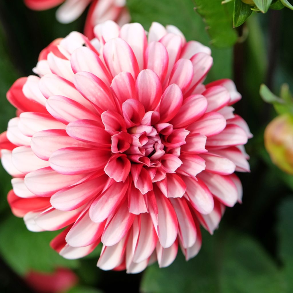 Dahlia décoratif Pacific time