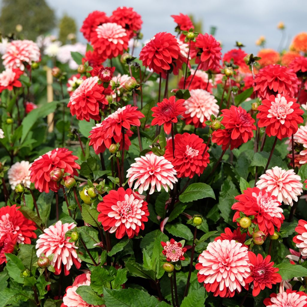 Dahlia décoratif Pacific time