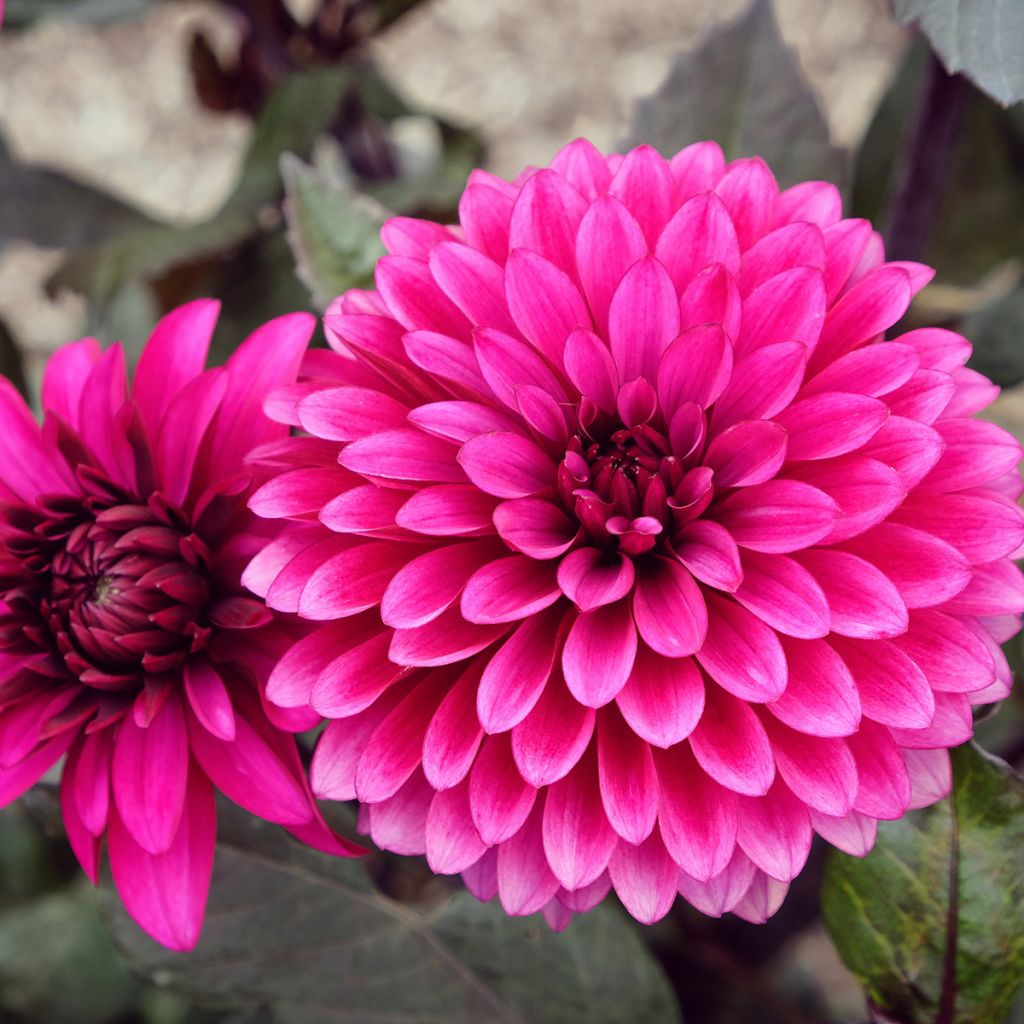 Dahlia décoratif Purple Flame