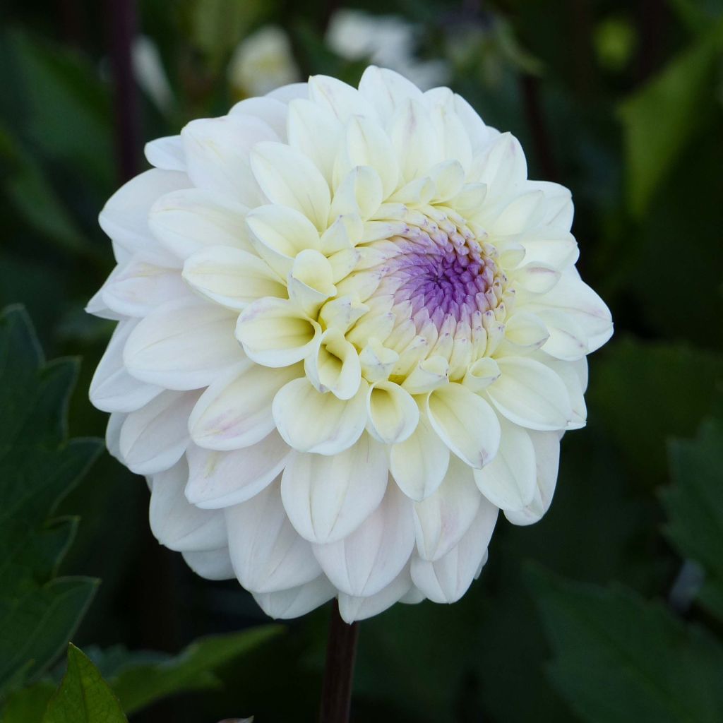 Dahlia décoratif Seniors White