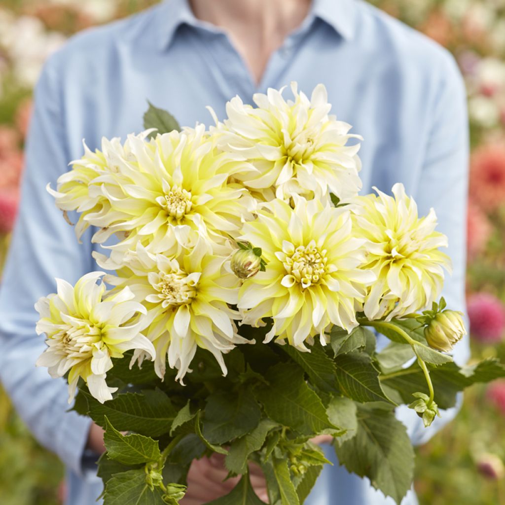 Dahlia décoratif à petites fleurs Calgary Flames