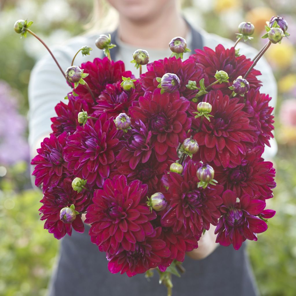 Dahlia décoratif à petites fleurs Mister Blue