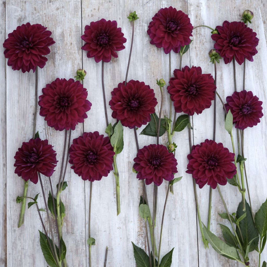 Dahlia décoratif à petites fleurs Mister Blue