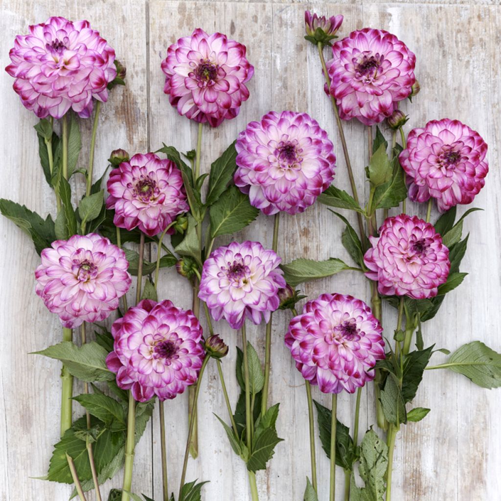 Dahlia décoratif à petites fleurs Stardust