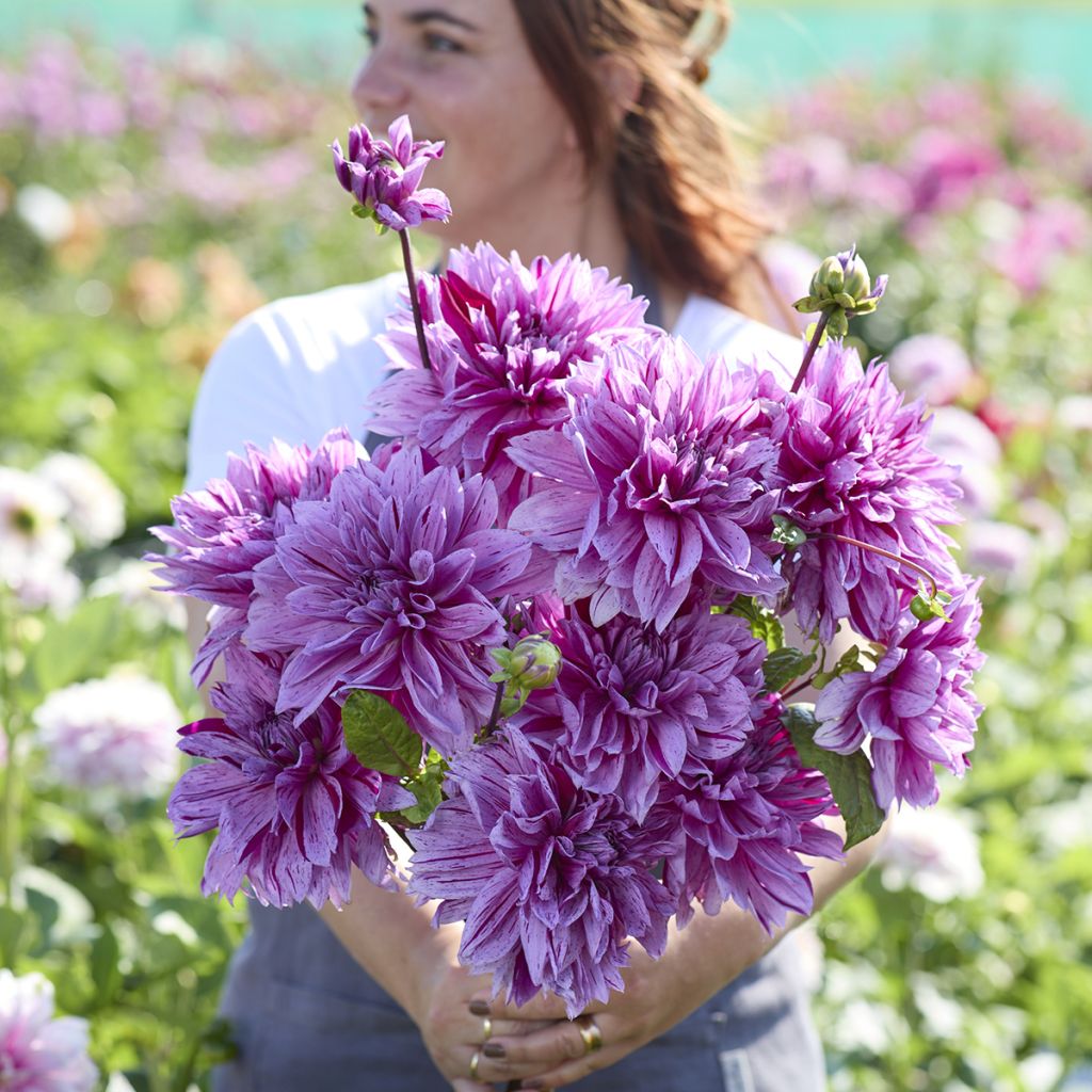 Dahlia géant Nikolas Tesla