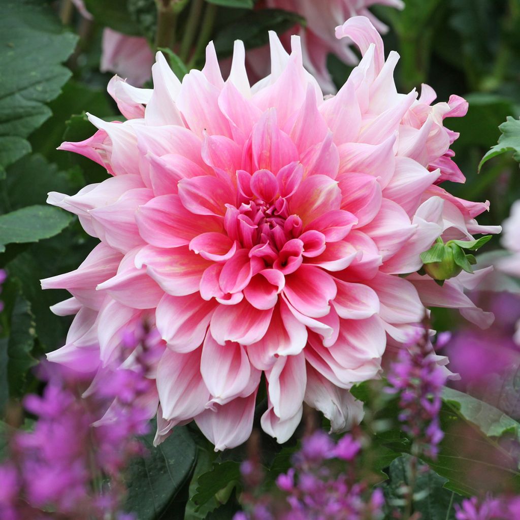 Dahlia géant Otto's Thrill