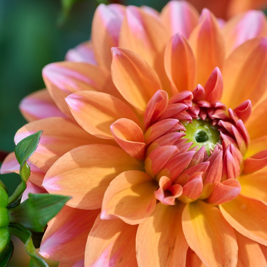 Dahlia nain décoratif Peaches & Vanilla