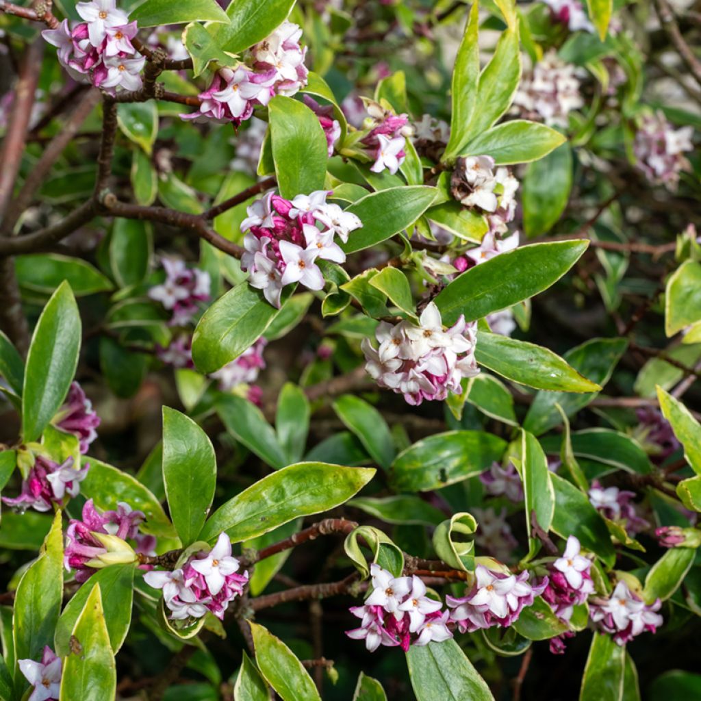 Daphne Perfume Princess - Daphné parfumé