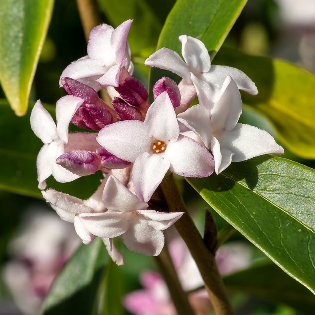 Daphne Spring Beauty