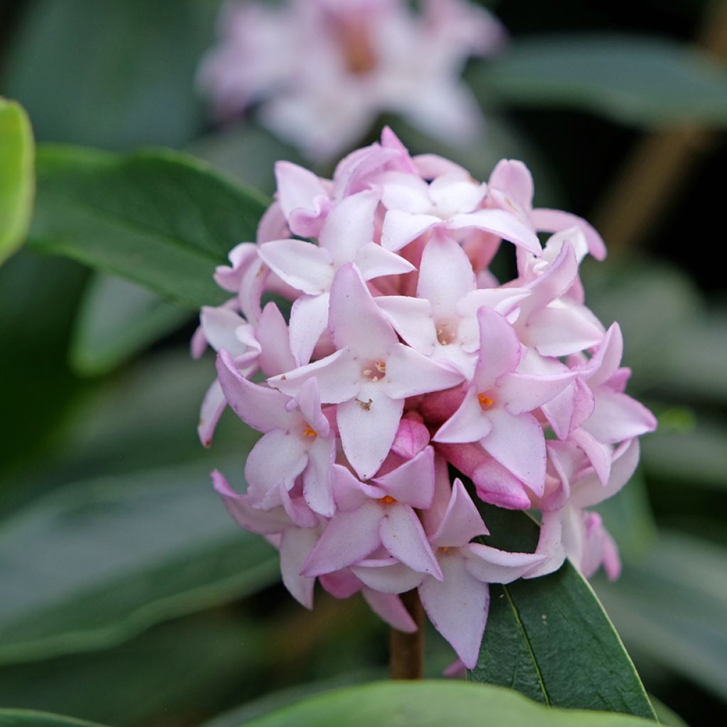 Daphne Spring Beauty