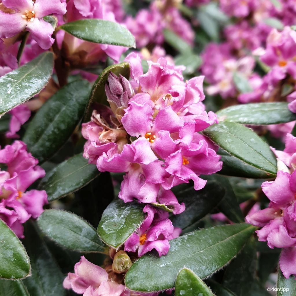 Daphné hybride Sweetheart