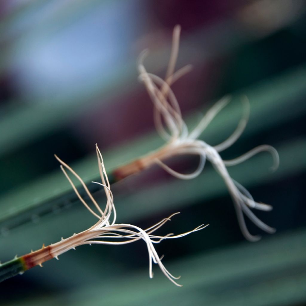 Dasylirion acrotrichum - Dasylire acrotriche