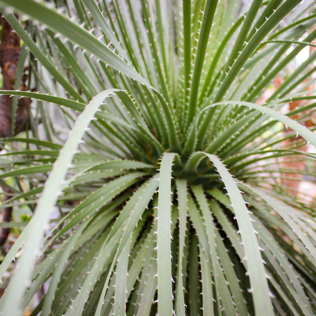 Dasylirion leiophyllum - Dasylire ou Sotol vert