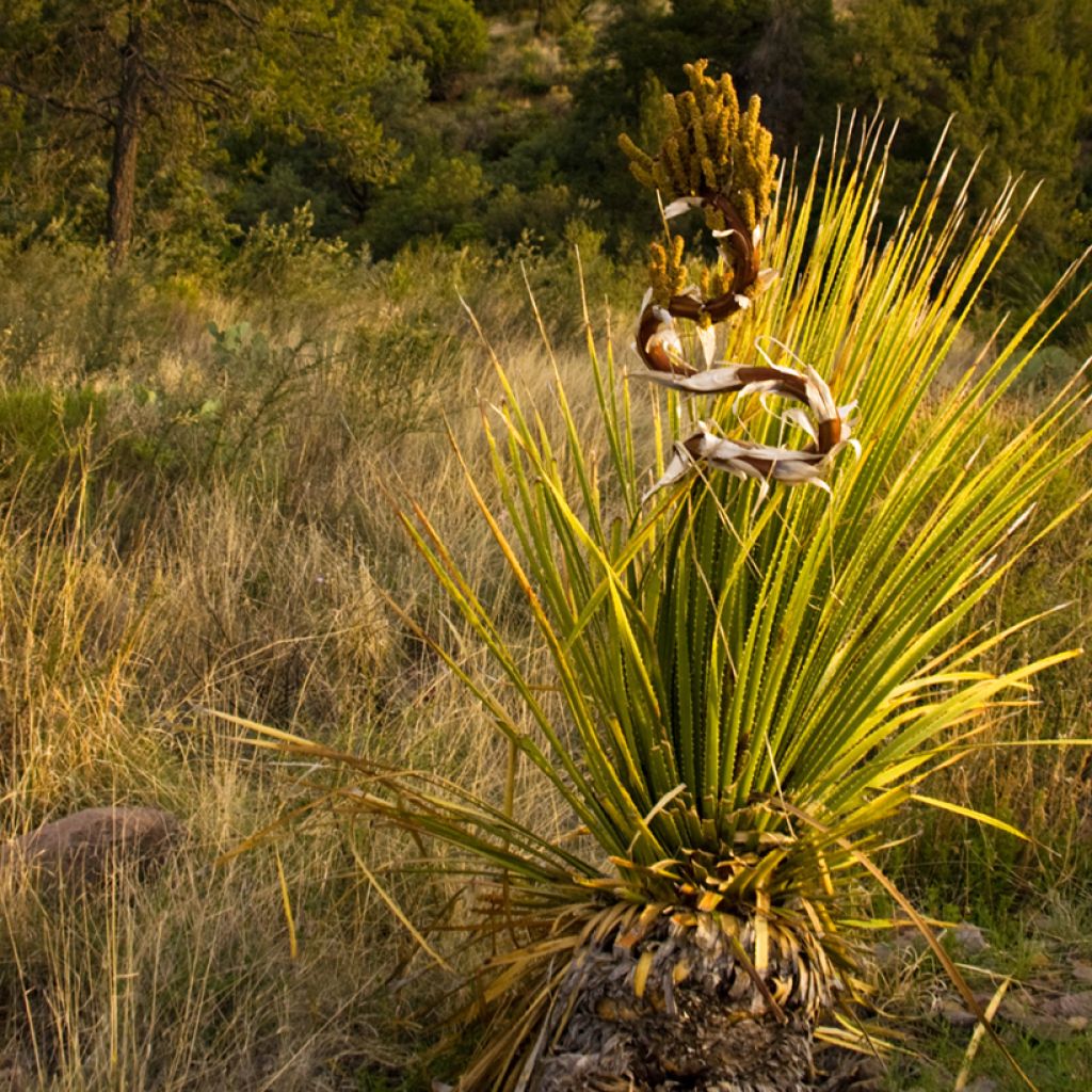 Dasylirion leiophyllum - Dasylire ou Sotol vert